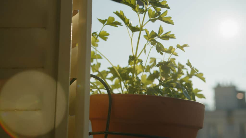 Pot de persil au soleil sur un balcon de ville, websérie botanic®