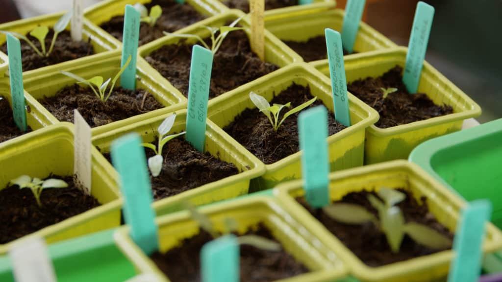 Semis en godets verts avec leurs étiquettes, websérie potager botanic®