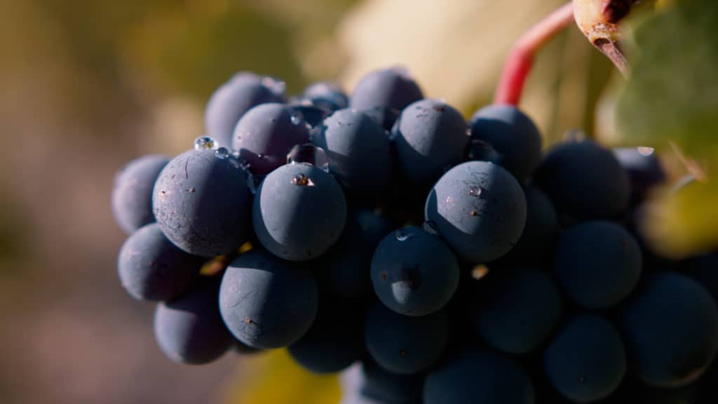 Gros plan macro d’une grappe de raisin noir perlée de rosée, tournage en golden hour dans le vignoble