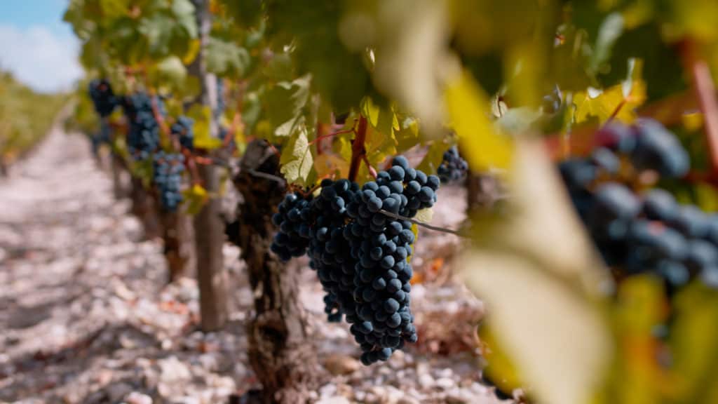 Grappes de cabernet sauvignon sur le pied de vigne au-dessus du sol de graves, vignoble de Pauillac