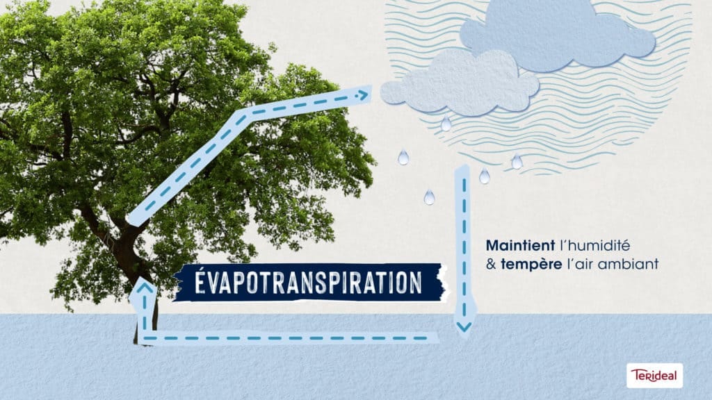 Arbre et flèches du cycle de l’eau, texte « Évapotranspiration », film en motion design pour Terideal