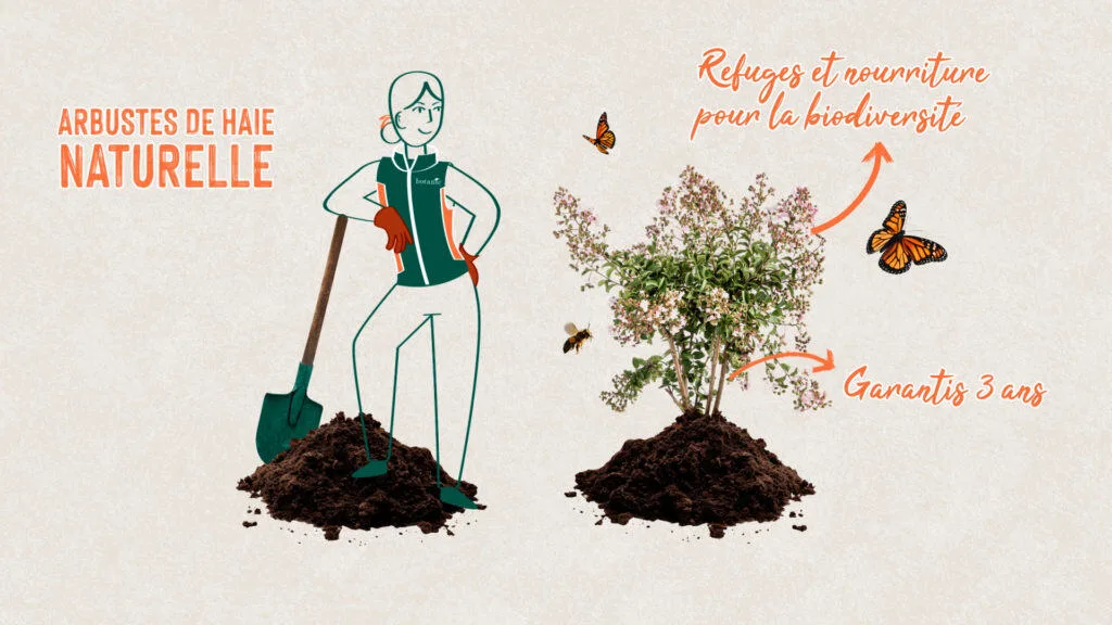 Arbustes de haie naturelle garantis trois ans, refuges pour la biodiversité