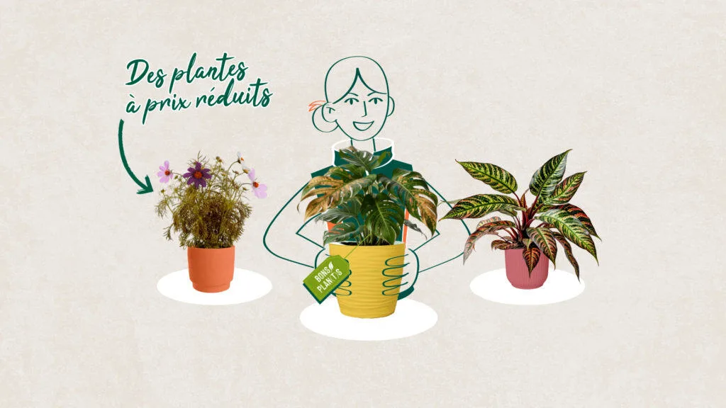 Illustration colorée en motion design pour la vidéo RSE de Botanic réalisée par l'agence Pioucube